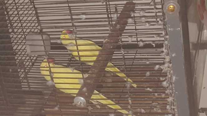 yellow ringneck Pair for .. in Lahore, Punjab 54000 - Free Business Listing