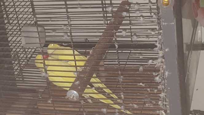 yellow ringneck Pair for .. in Lahore, Punjab 54000 - Free Business Listing