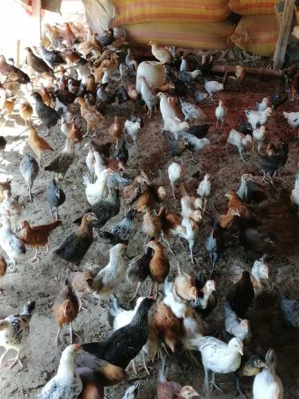 chick's.. in Haripur, Punjab - Free Business Listing