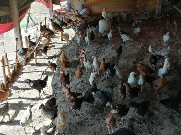 chick's.. in Haripur, Punjab - Free Business Listing