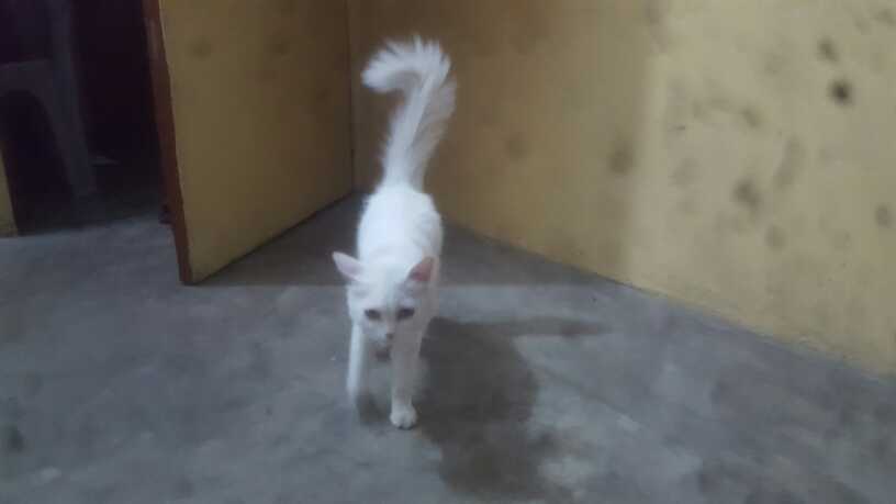 parsian cat female.. in Lahore - Free Business Listing