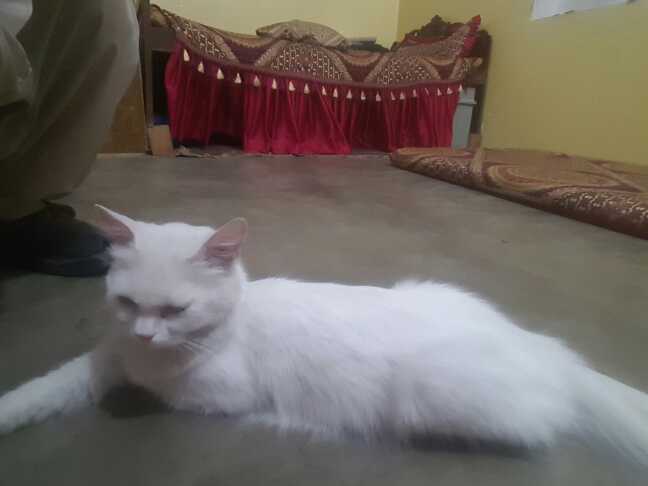 parsian cat female.. in Lahore - Free Business Listing