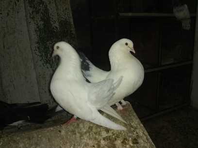 pigeon fantail.. in Karachi City, Sindh - Free Business Listing