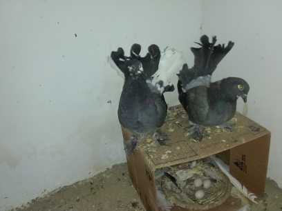 pigeon fantail.. in Karachi City, Sindh - Free Business Listing