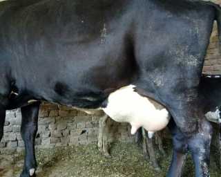 Cow For Sale.. in Layyah, Punjab - Free Business Listing
