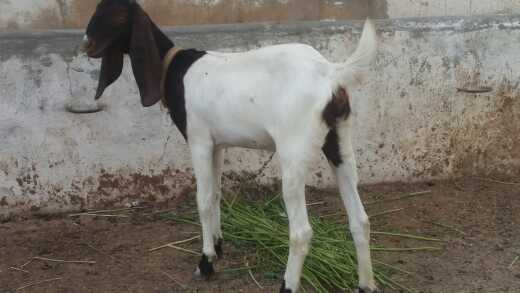 goat male & female... in Karachi City, Sindh - Free Business Listing