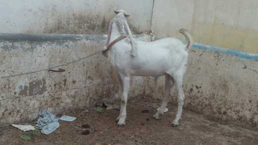 goat male & female... in Karachi City, Sindh - Free Business Listing
