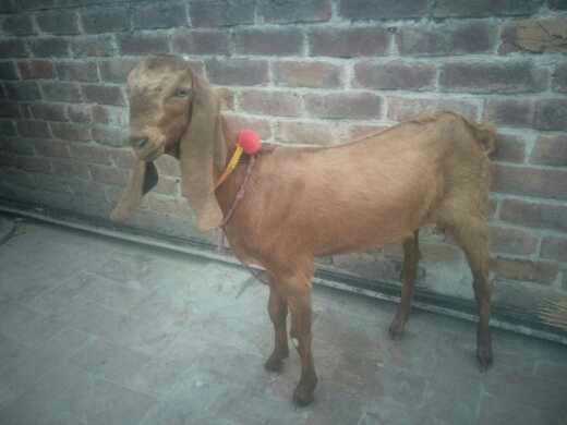 got.. in Lahore, Punjab 54000 - Free Business Listing