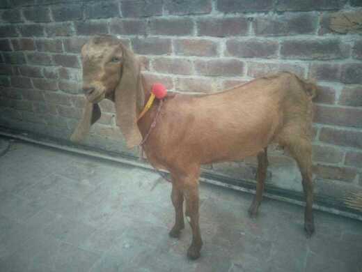 got.. in Lahore, Punjab 54000 - Free Business Listing