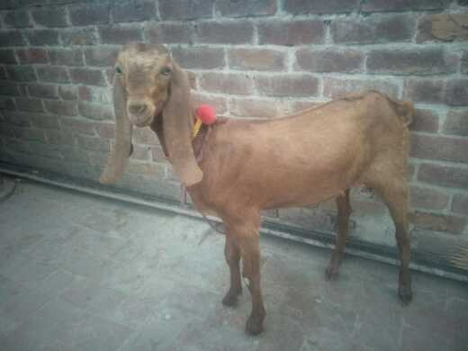 got.. in Lahore, Punjab 54000 - Free Business Listing