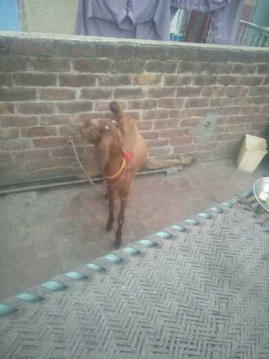 got.. in Lahore, Punjab 54000 - Free Business Listing