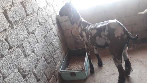 nachi goat.. in Rawalpindi, Punjab - Free Business Listing