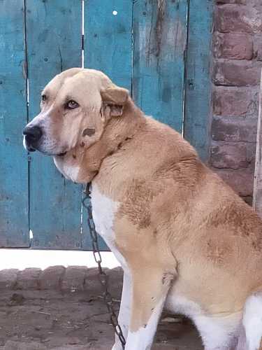 dog.. in Lahore, Punjab - Free Business Listing