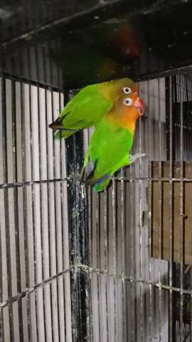 Love birds Fisher breedr .. in Lahore, Punjab 54000 - Free Business Listing