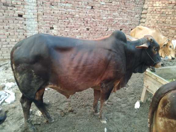 Animalls for qurbani.. in Lahore, Punjab - Free Business Listing