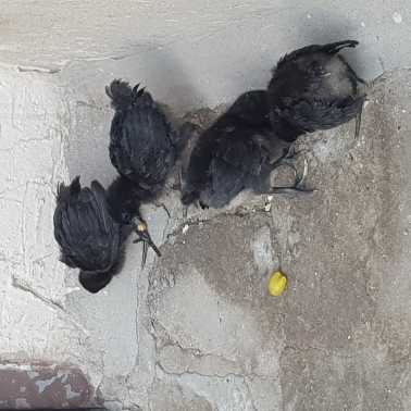 Ayam Cemani Chicks- Pure .. in Lahore, Punjab - Free Business Listing