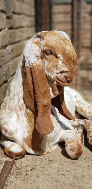 Malik goat Farmer Mashall.. in Islamabad, Islamabad Capital Territory - Free Business Listing