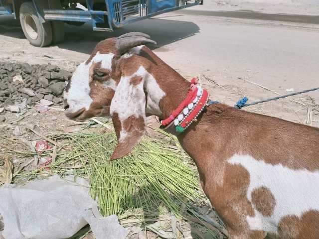 Malik goat Farmer Mashall.. in Islamabad, Islamabad Capital Territory - Free Business Listing