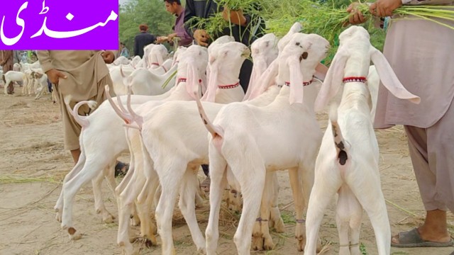 Adnan goat farm available.. in Dera Ghazi Khan, Punjab - Free Business Listing