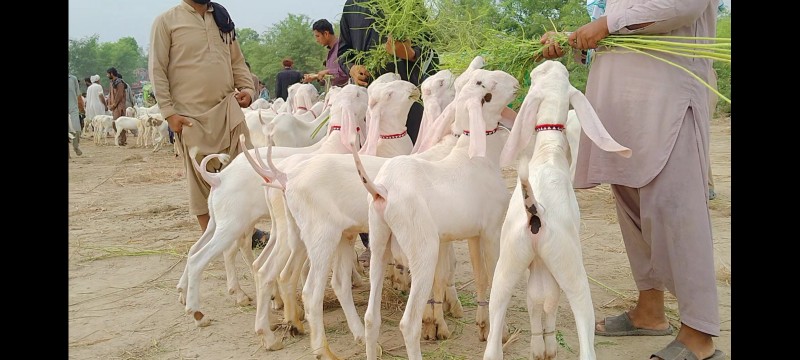 Adnan goat farm available.. in Dera Ghazi Khan, Punjab - Free Business Listing