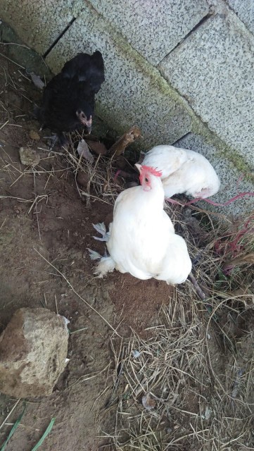Pure White Bantam chicks.. in Islamabad, Islamabad Capital Territory - Free Business Listing