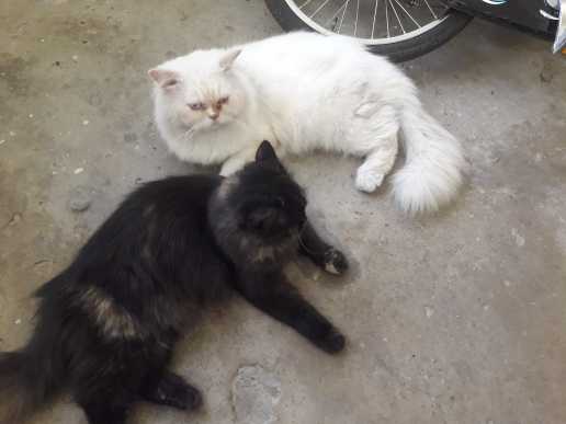persian pair cats breeder.. in Rawalpindi, Punjab 46000 - Free Business Listing