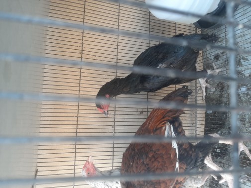 aseel hens for sale in la.. in Lahore, Punjab - Free Business Listing