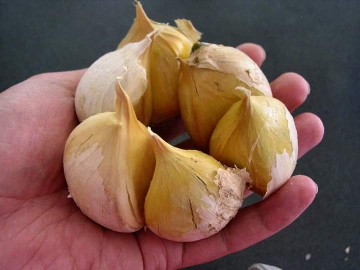 NARC G1 Garlic seed for s.. in Rawalpindi, Punjab 46000 - Free Business Listing