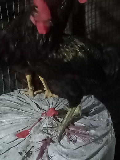 Australorp Cross Male.. in  - Free Business Listing