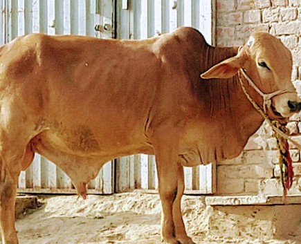 Wacha (Bull) Kheera Janwa.. in Faisalabad, Punjab - Free Business Listing