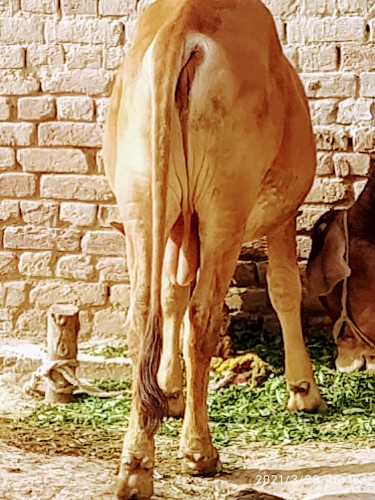 Wacha (Bull) Kheera Janwa.. in Faisalabad, Punjab - Free Business Listing
