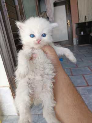 Persian kitten cats peri.. in Lahore, පන්ජාබ් 54600 - Local Services Ads