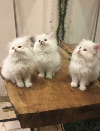 Persian kitten  cats peri.. in Lahore, පන්ජාබ් 54600 - Free Business Listing