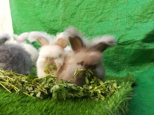 English Angora bunnies.. in Lahore, Punjab - Free Business Listing
