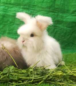 English Angora bunnies.. in Lahore, Punjab - Free Business Listing
