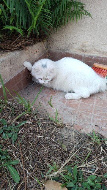 persian cat litter traine.. in Rawalpindi, Punjab - Free Business Listing