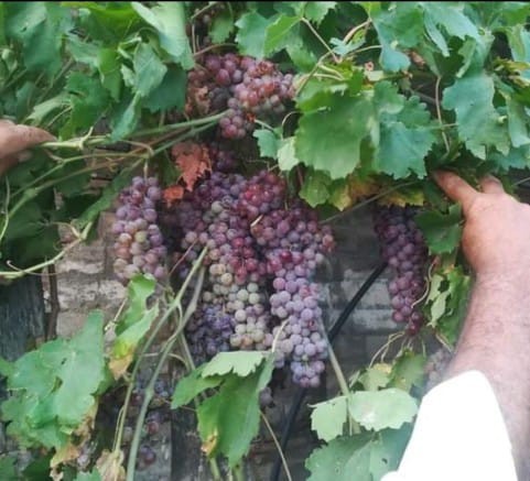 grapes cutting available.. in Karachi City, Sindh - Free Business Listing