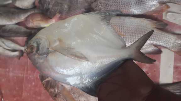 White paplet fish A great.. in Karachi City, Sindh - Free Business Listing