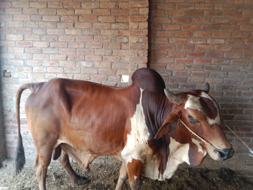 cow animal waira wacha ba.. in Lahore, Punjab - Free Business Listing
