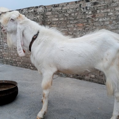 gulabi breeder 6 dantt.. in Haripur, Khyber Pakhtunkhwa - Free Business Listing