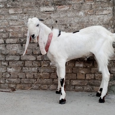 ranjanpuri gulabi breed 2.. in Haripur, Khyber Pakhtunkhwa - Free Business Listing