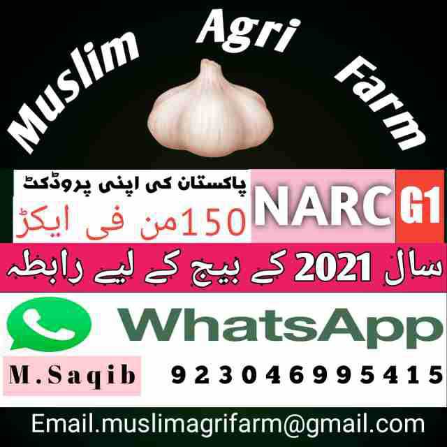 NARC G1 Garlic seed for s.. in Rawalpindi, Punjab 46000 - Free Business Listing