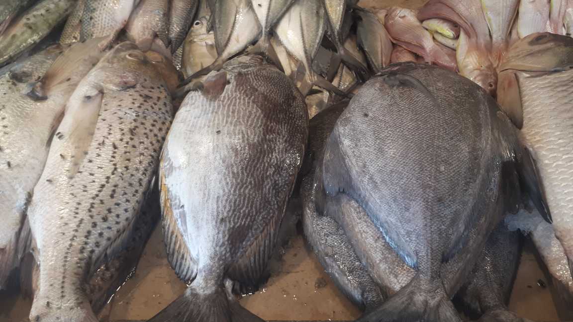 White paplet fish A great.. in Karachi City, Sindh - Free Business Listing